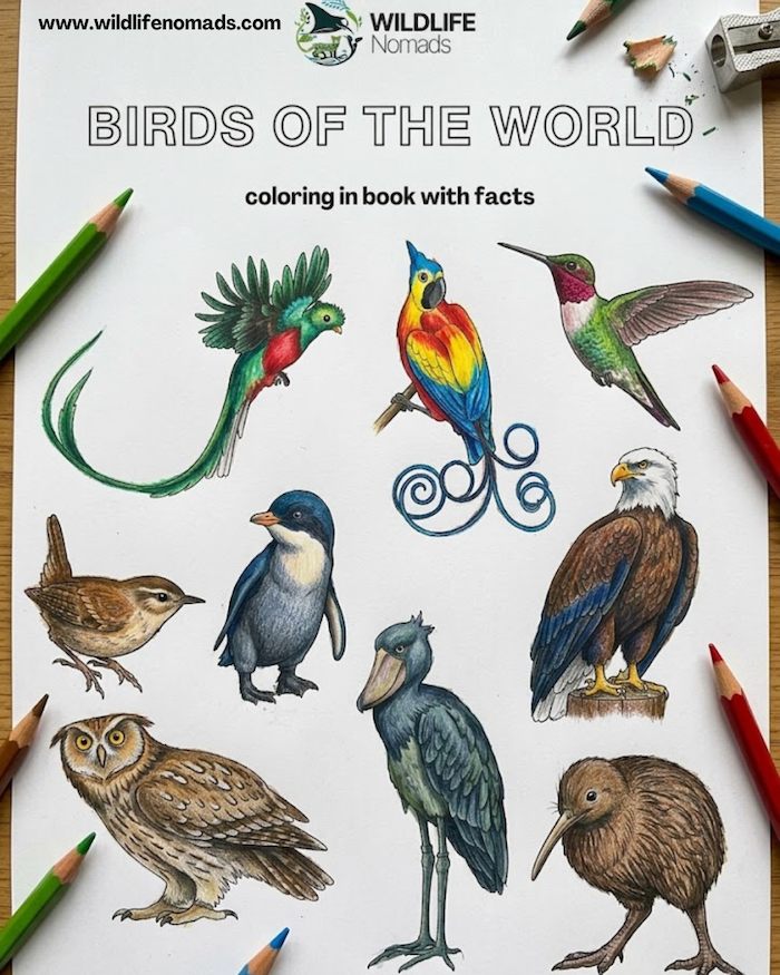 Birds of the World printable coloring book cover