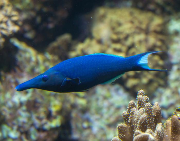 Bird Wrasse swimming underwater