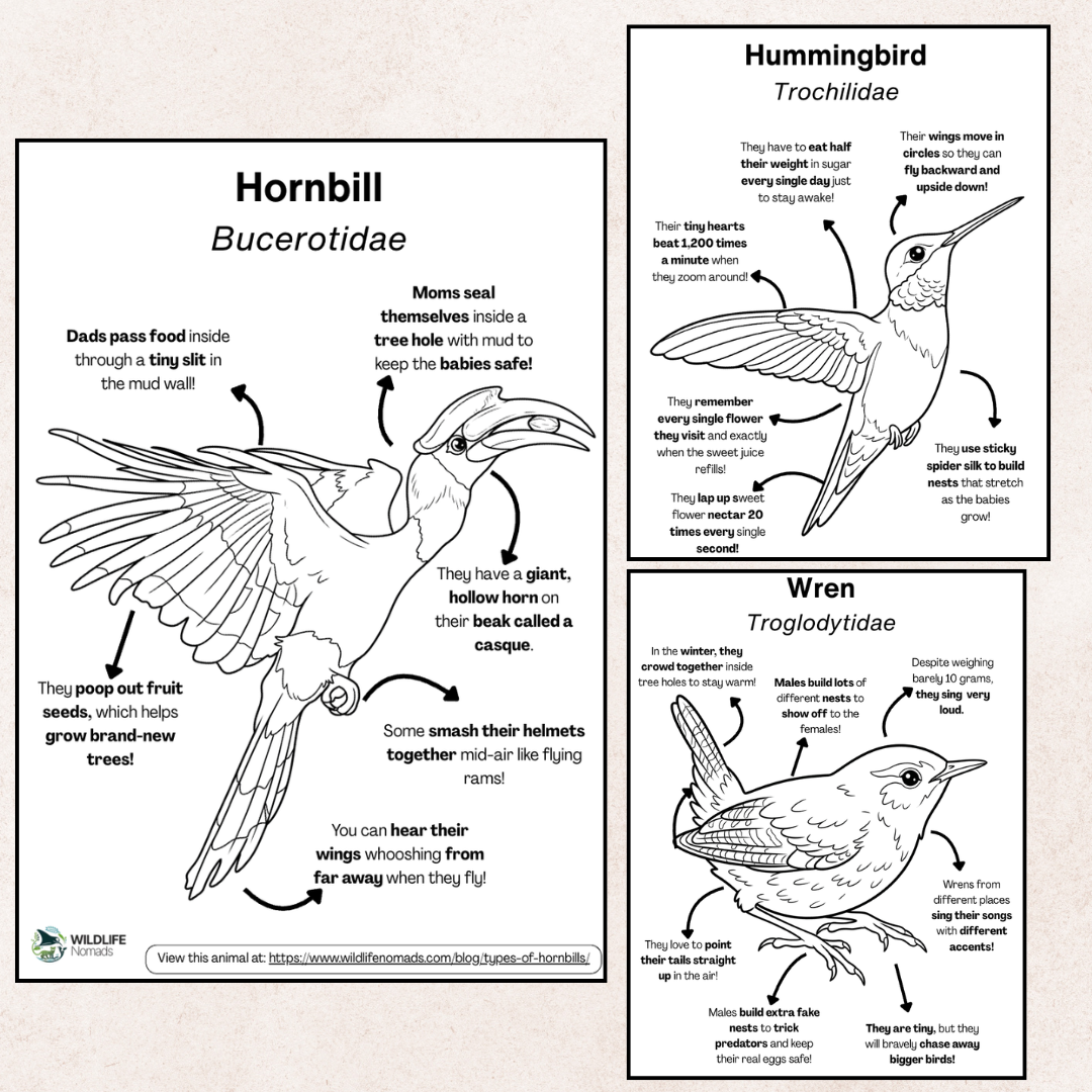 Bird coloring page preview