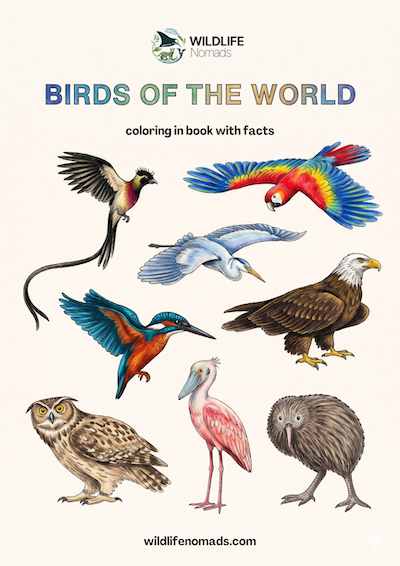 Birds of the World coloring book cover