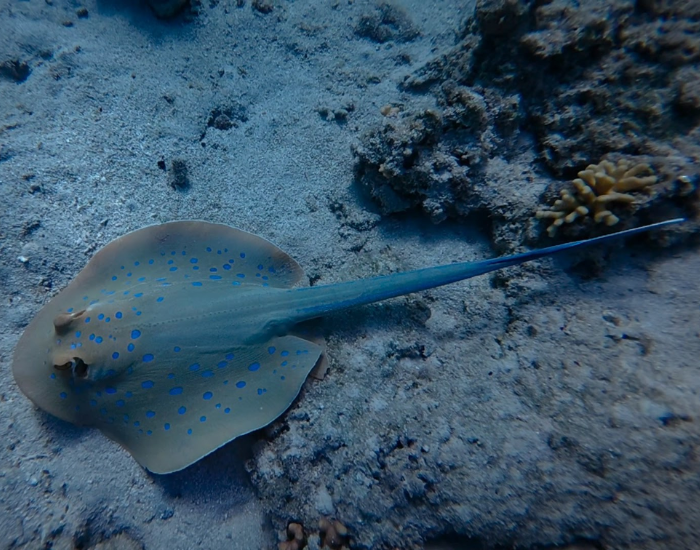 a Bluespotted ribbontail ray swimming near coral in the red sea