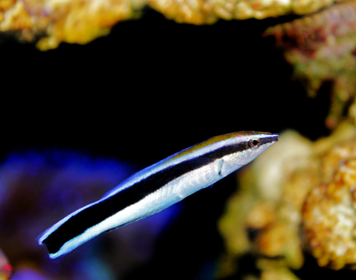 a Bluestreak Cleaner Wrasse underwater photo