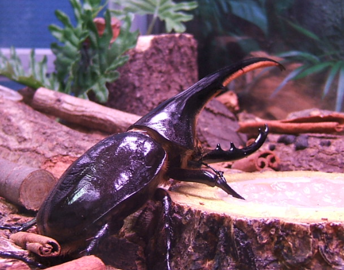 A dark brown male Hercules beetle on a log