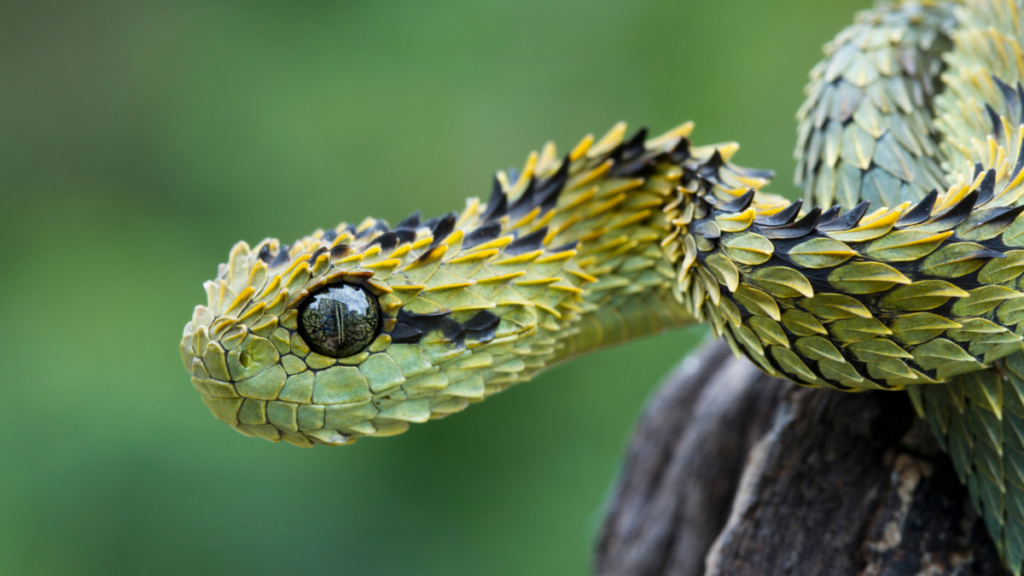 close up of a bush viper
