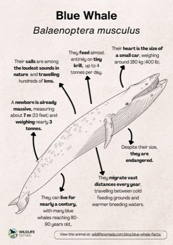 Wildlife coloring book