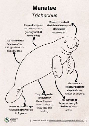 Wildlife coloring book