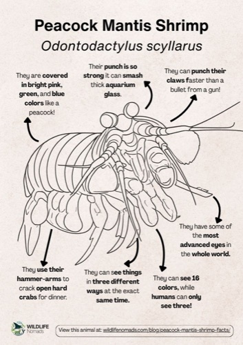 Wildlife coloring book