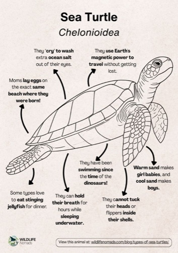 Wildlife coloring book