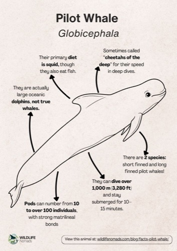 Wildlife coloring book