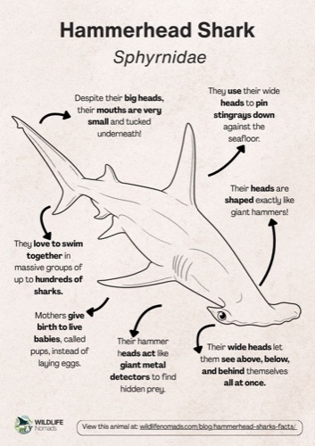 Wildlife coloring book