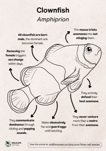 Wildlife coloring book