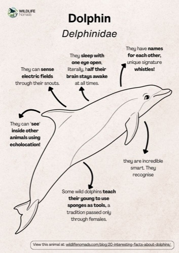 Wildlife coloring book