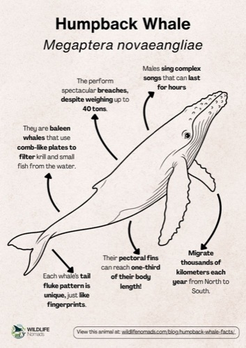 Wildlife coloring book