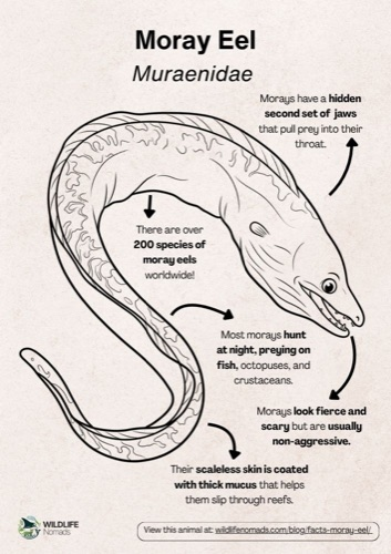 Wildlife coloring book
