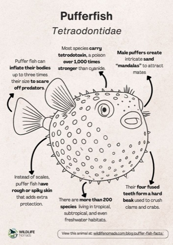 Wildlife coloring book