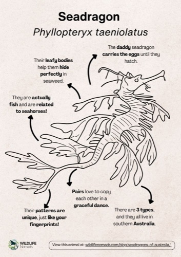 Wildlife coloring book