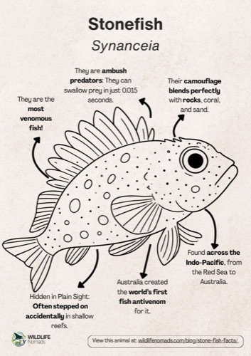 Wildlife coloring book