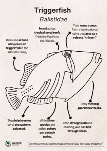Wildlife coloring book