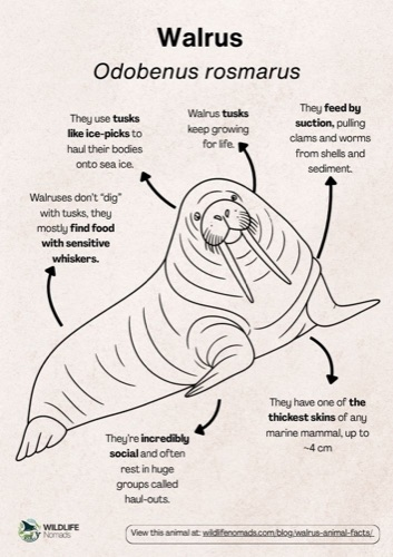 Wildlife coloring book