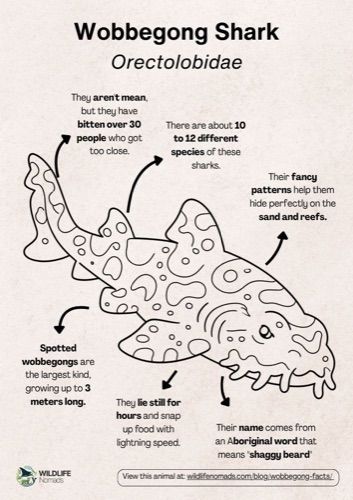 Wildlife coloring book