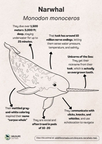 Wildlife coloring book