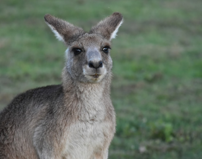 close up portrait of a kangaroo head