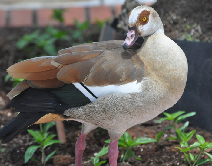 an egyptian goose close up during the day
