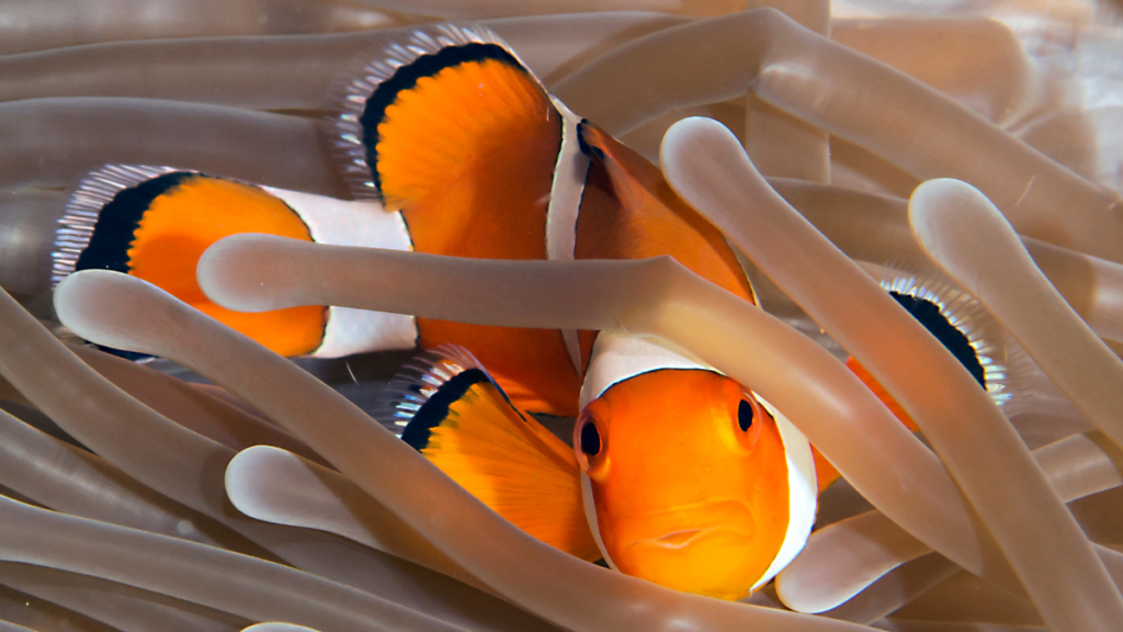 close up of a clown fish near a sea anemone