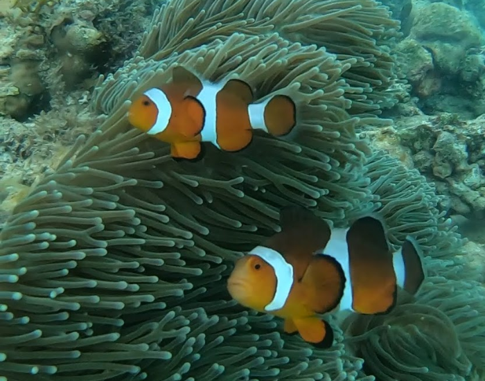 two clown fish in a sea anemone
