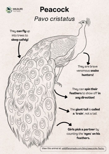 Wildlife coloring book