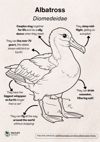 Wildlife coloring book