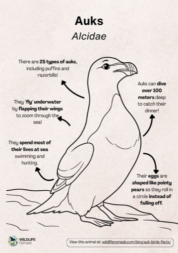 Wildlife coloring book