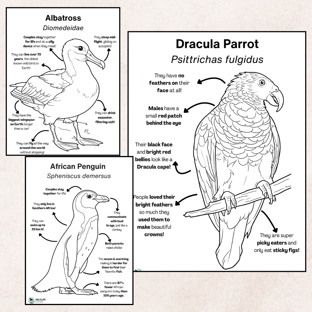 Bird coloring page preview