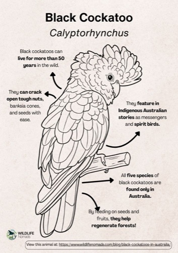 Wildlife coloring book