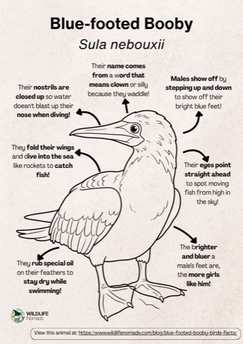 Wildlife coloring book