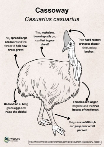 Wildlife coloring book