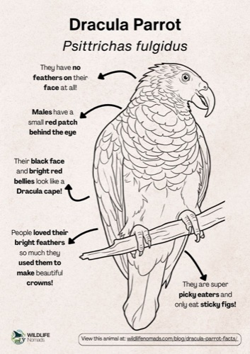 Wildlife coloring book