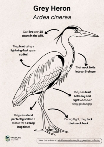 Wildlife coloring book