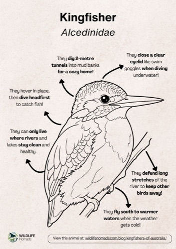Wildlife coloring book