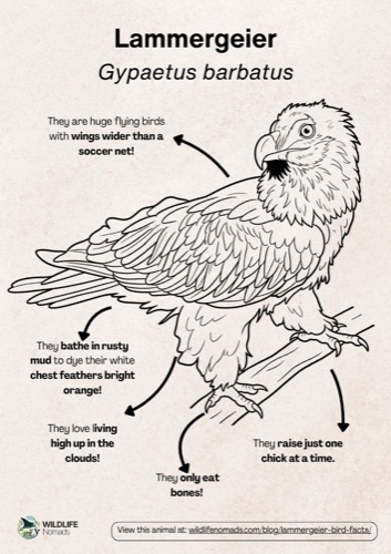 Wildlife coloring book