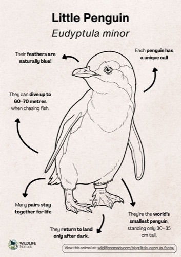 Wildlife coloring book