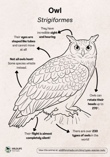 Wildlife coloring book