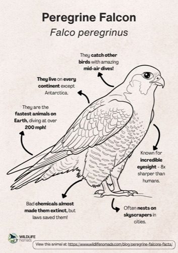Wildlife coloring book