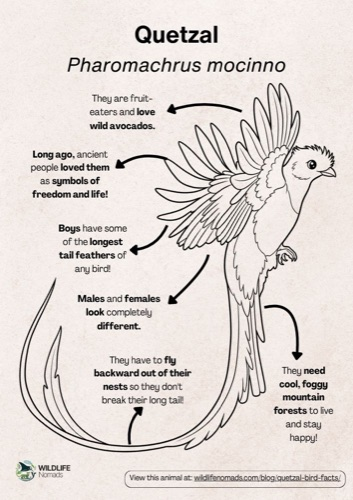 Wildlife coloring book