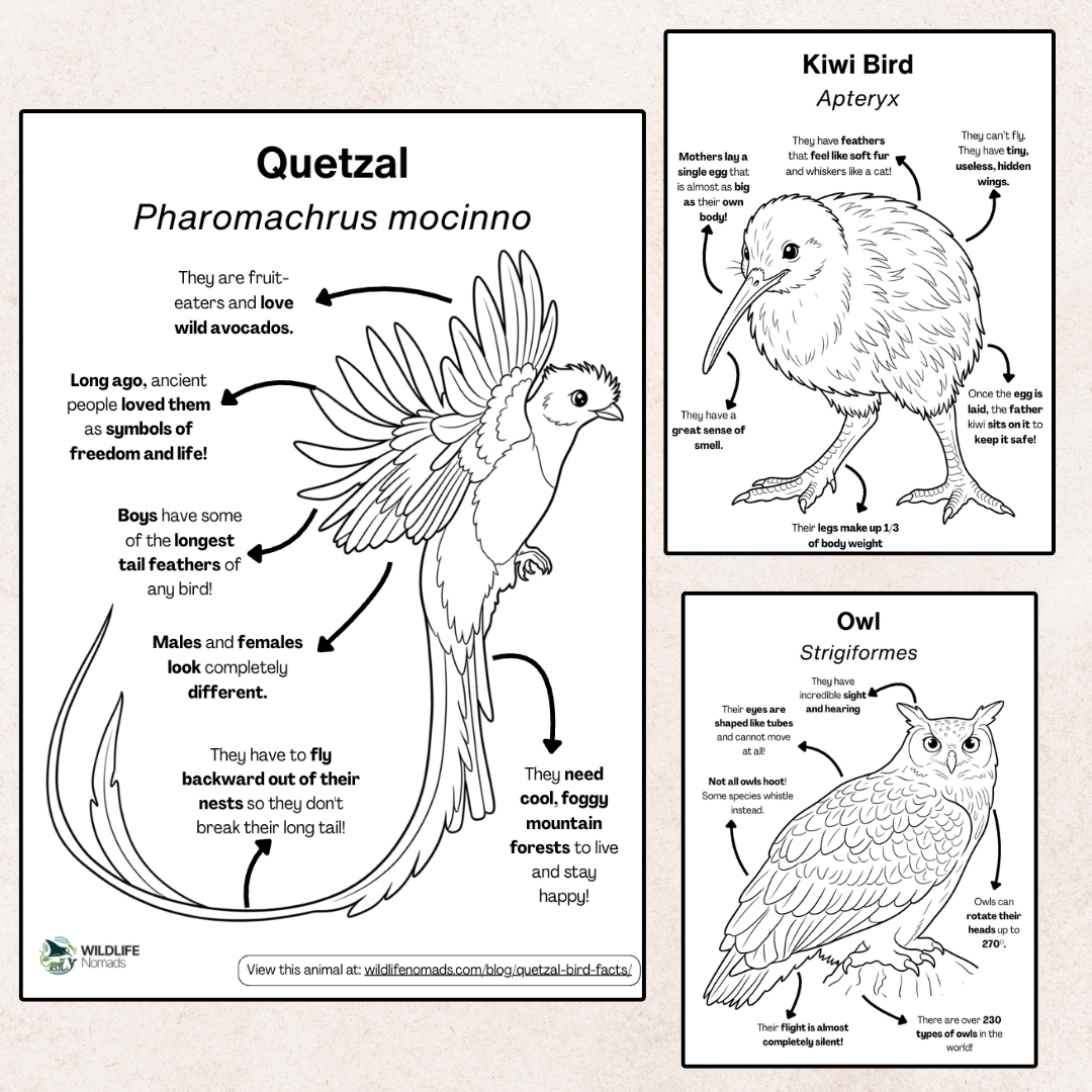 Animal coloring page preview