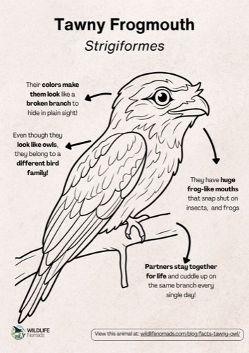 Wildlife coloring book