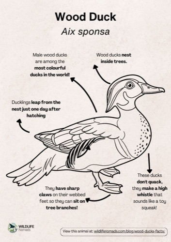 Wildlife coloring book