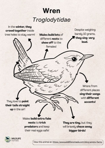 Wildlife coloring book