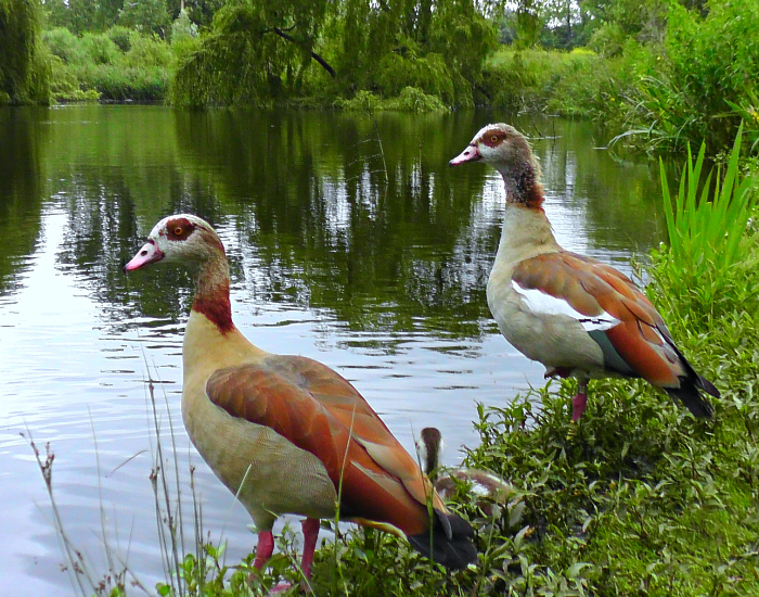 couple of egyptian geese next to a river