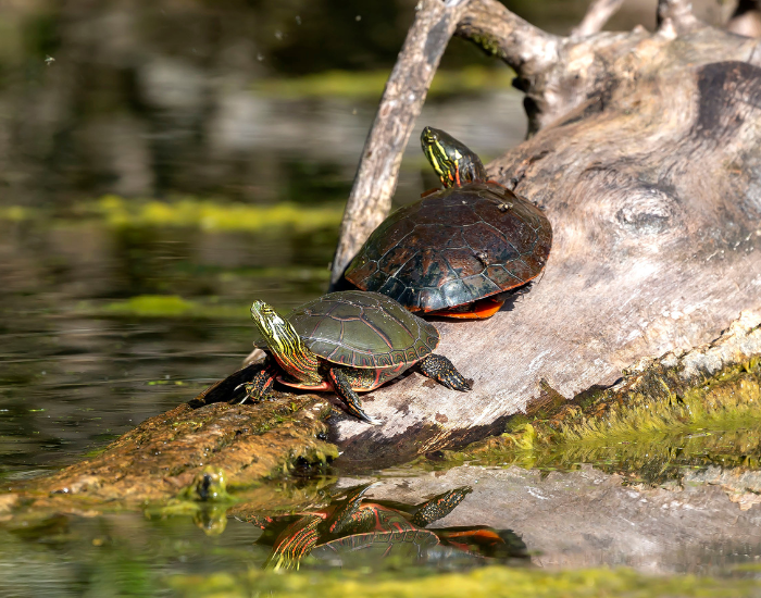 two painted turtles laying on a rock next to a pond, basking under the sun
